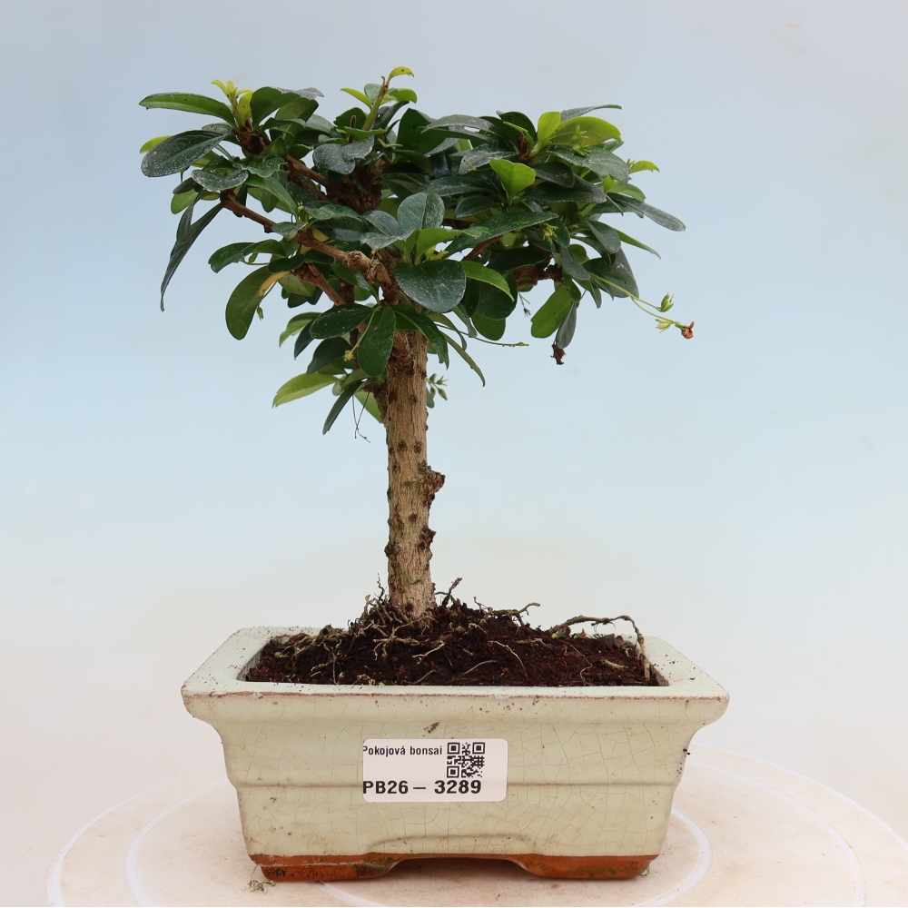 Pokojová bonsai - Carmona macrophylla - Čaj fuki
