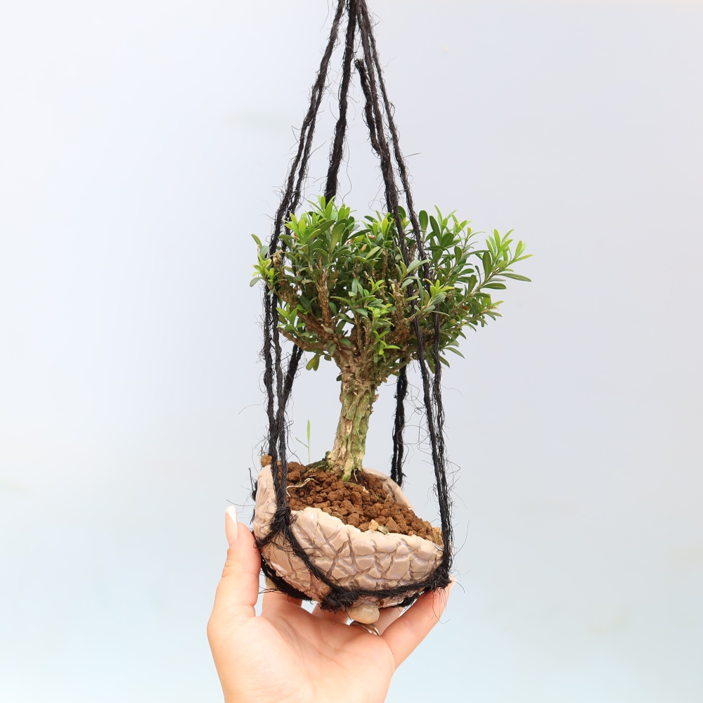 Kokedama v keramice - Buxus harlandii -korkový buxus
