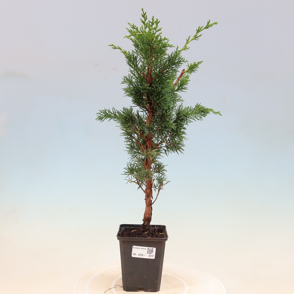 Venkovní bonsai - Juniperus chinensis Kishu -Jalovec čínský