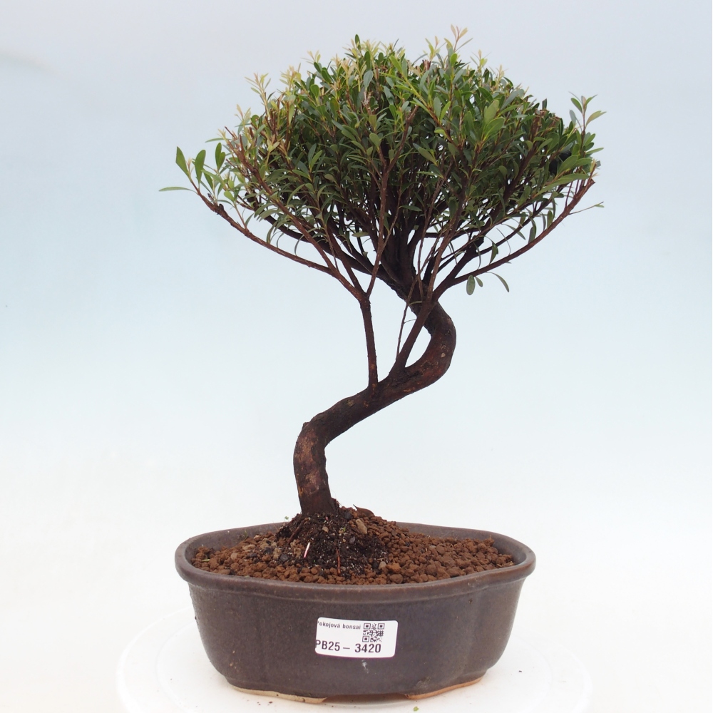 Pokojová bonsai - Syzygium - Pimentovník