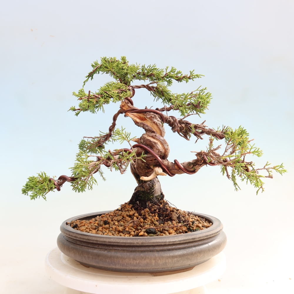 Venkovní bonsai - Juniperus chinensis Itoigawa-Jalovec čínský