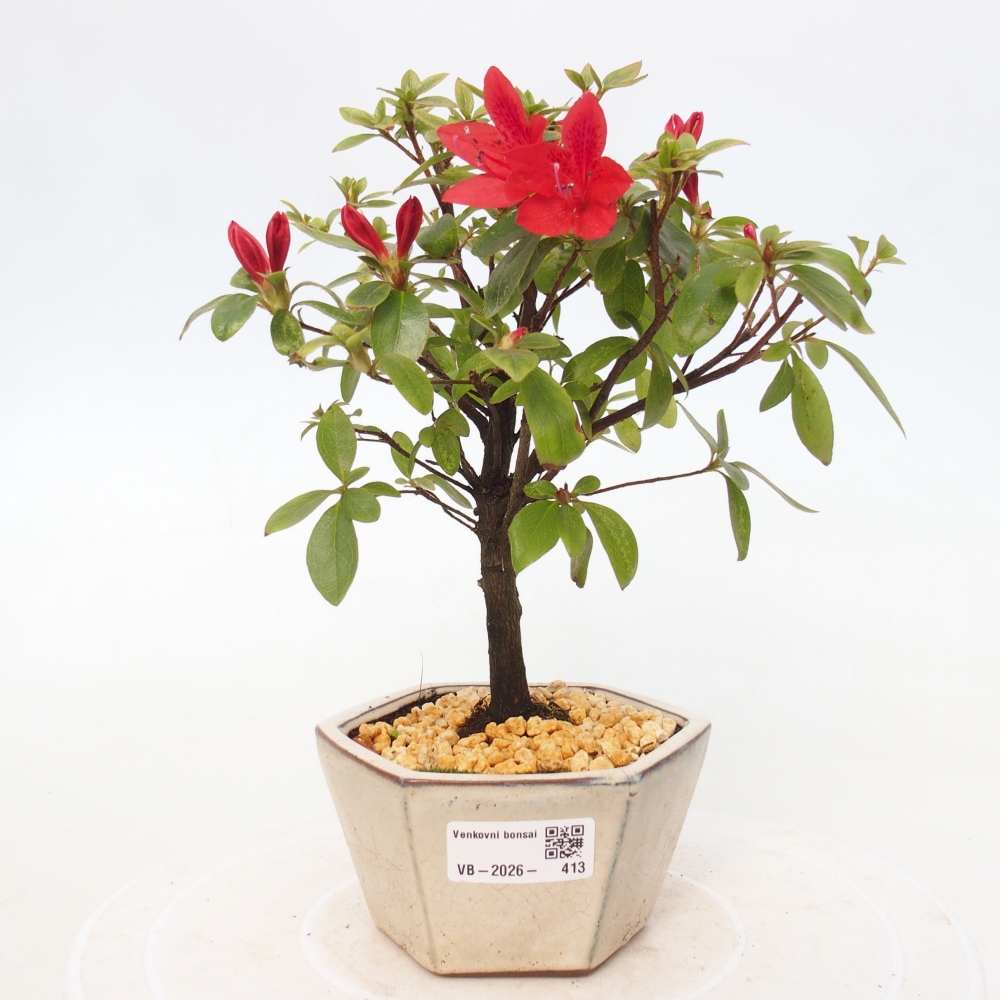 Venkovní bonsai - Japonská azalka - Azalea sp.