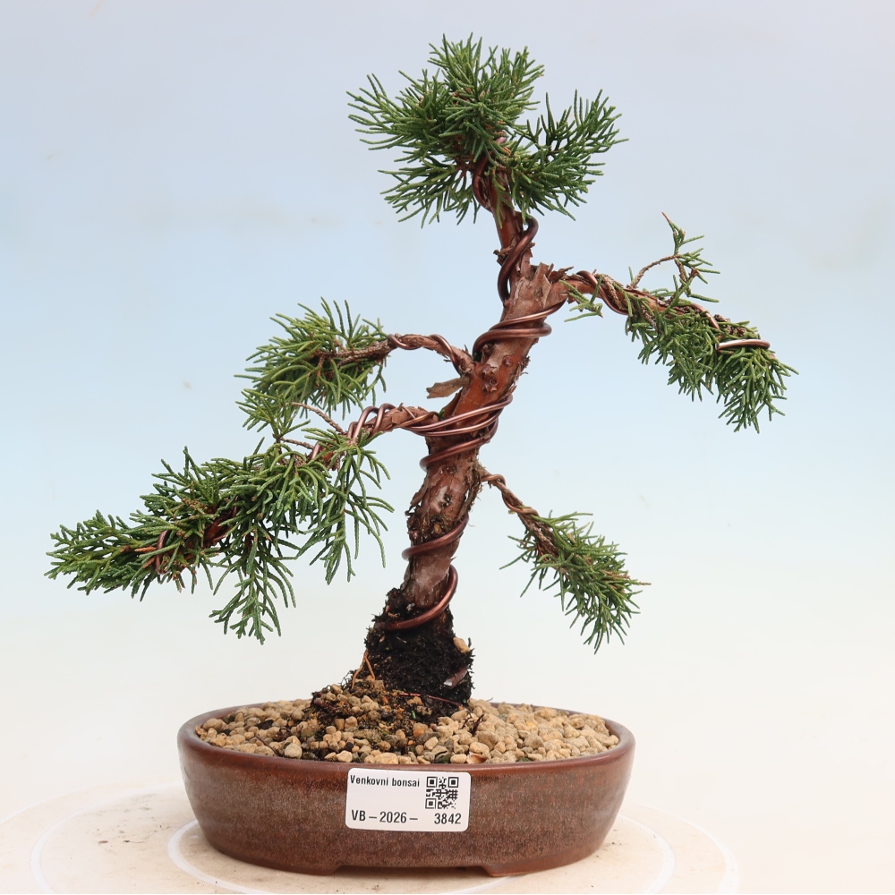 Venkovní bonsai - Juniperus chinensis Kishu -Jalovec čínský