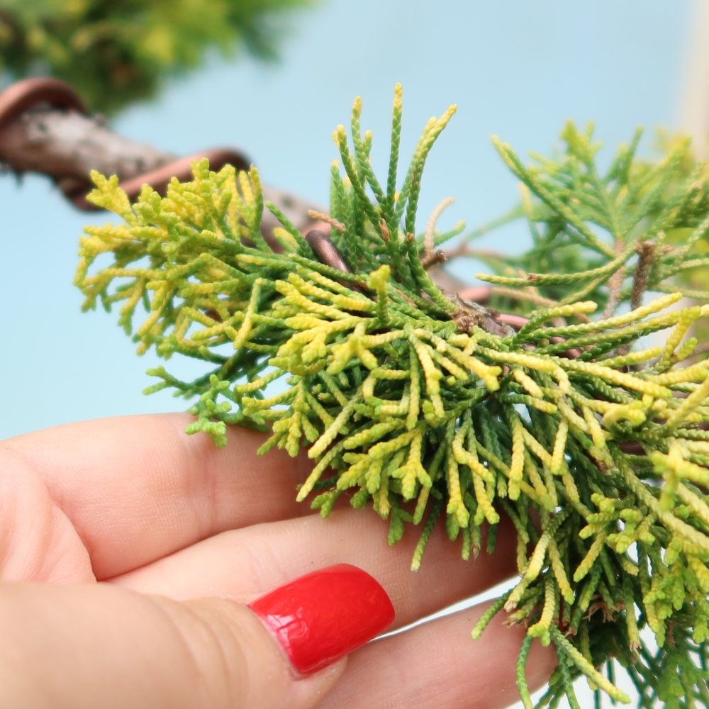 Venkovní bonsai - Juniperus chinensis  aurea - Jalovec čínský zlatý