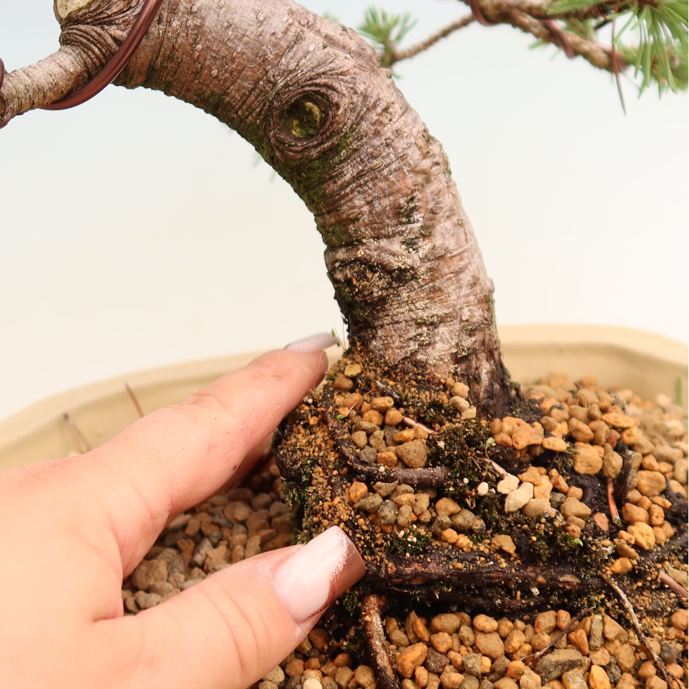 Venkovní bonsai - Pinus mugo Humpy  - Borovice kleč