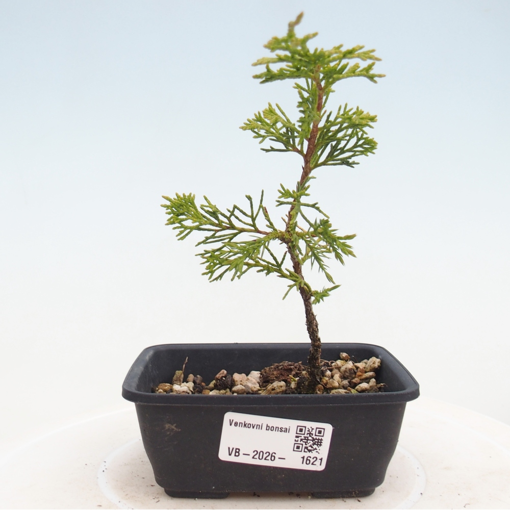 Venkovní bonsai - Juniperus chinensis Itoigawa -Jalovec čínský