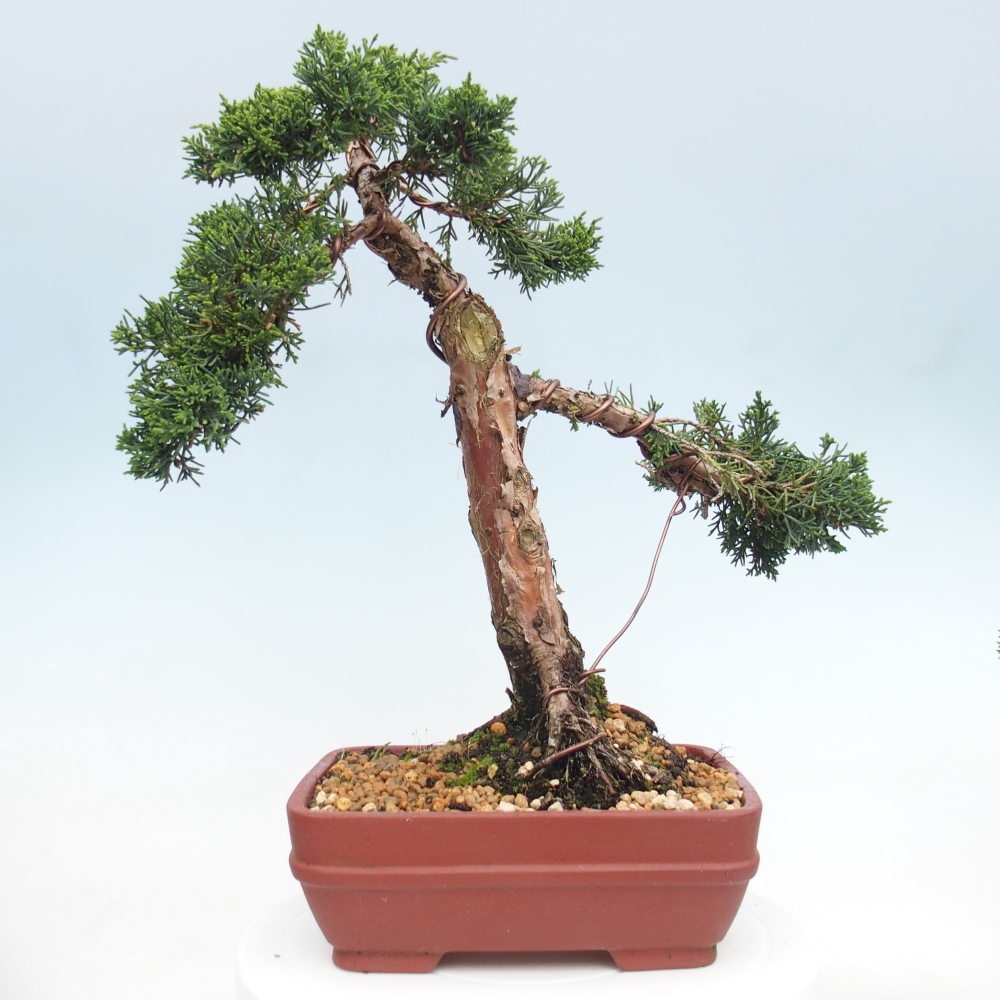 Venkovní bonsai - Juniperus chinensis Kishu -Jalovec čínský