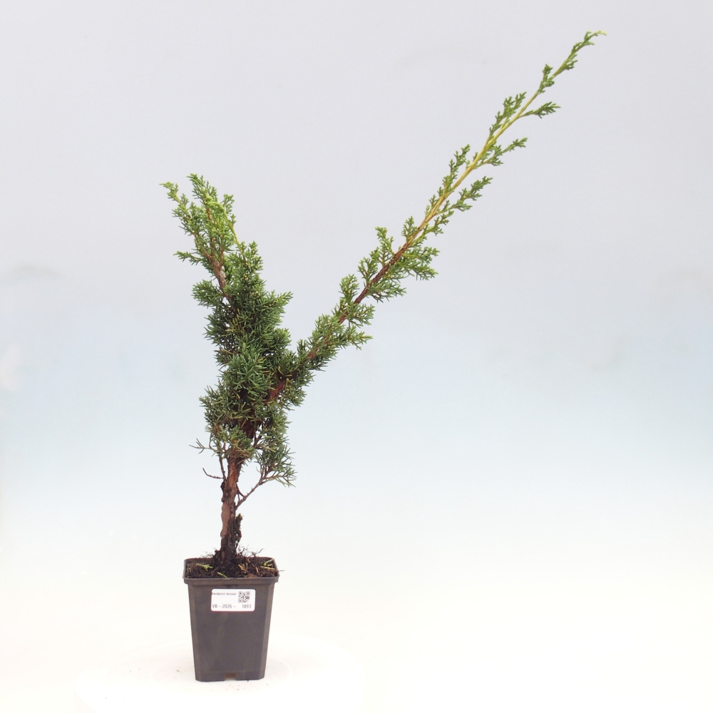 Venkovní bonsai - Juniperus chinensis Kishu -Jalovec čínský