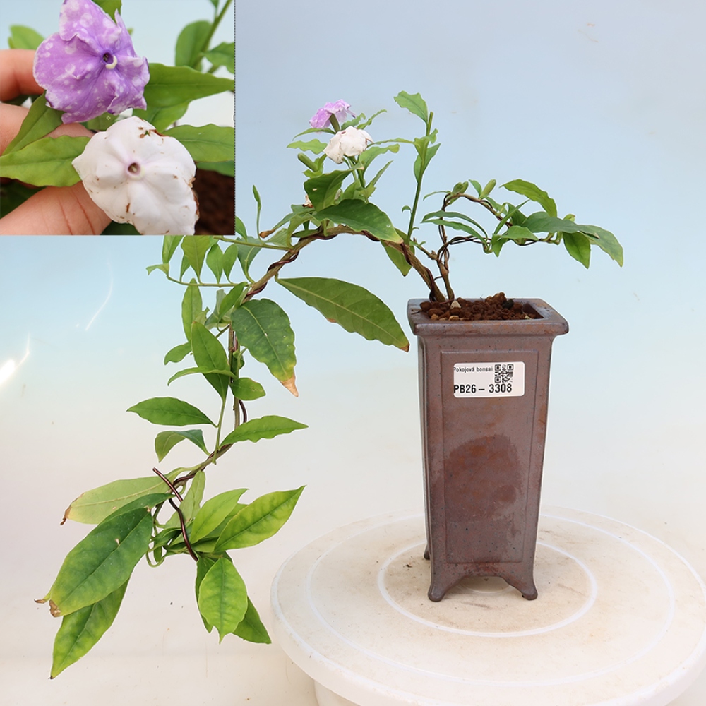 Pokojová bonsai - Tanaman melati costa - Brunfelsia