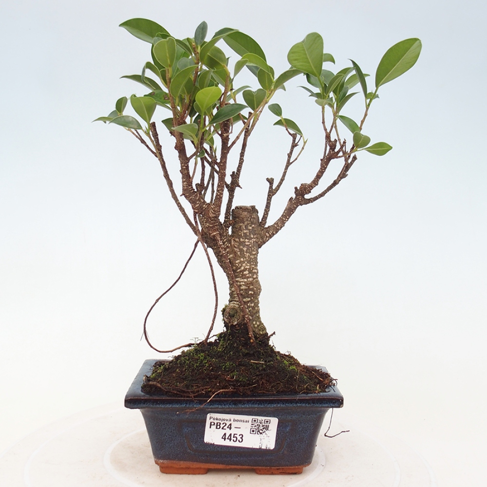 Pokojová bonsai Ficus retusa kimmen