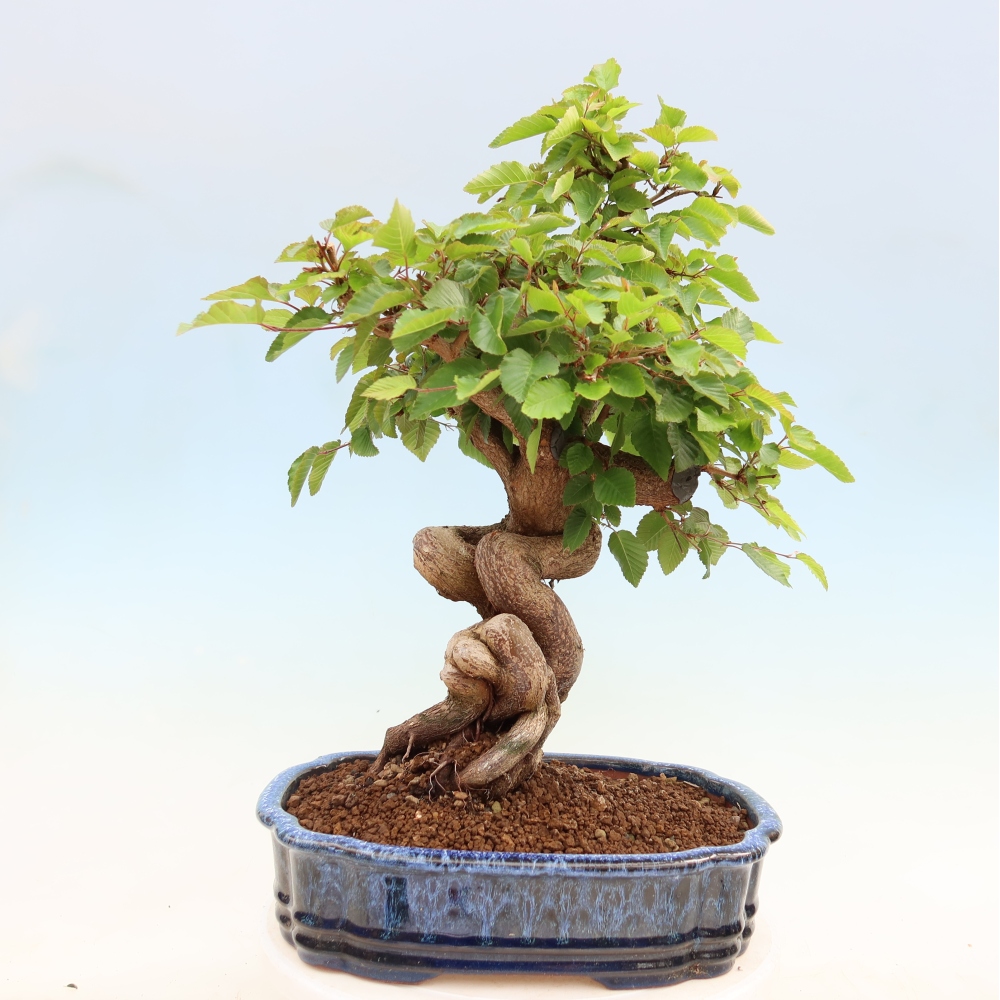 Venkovní bonsai -Carpinus Coreana - Habr korejský