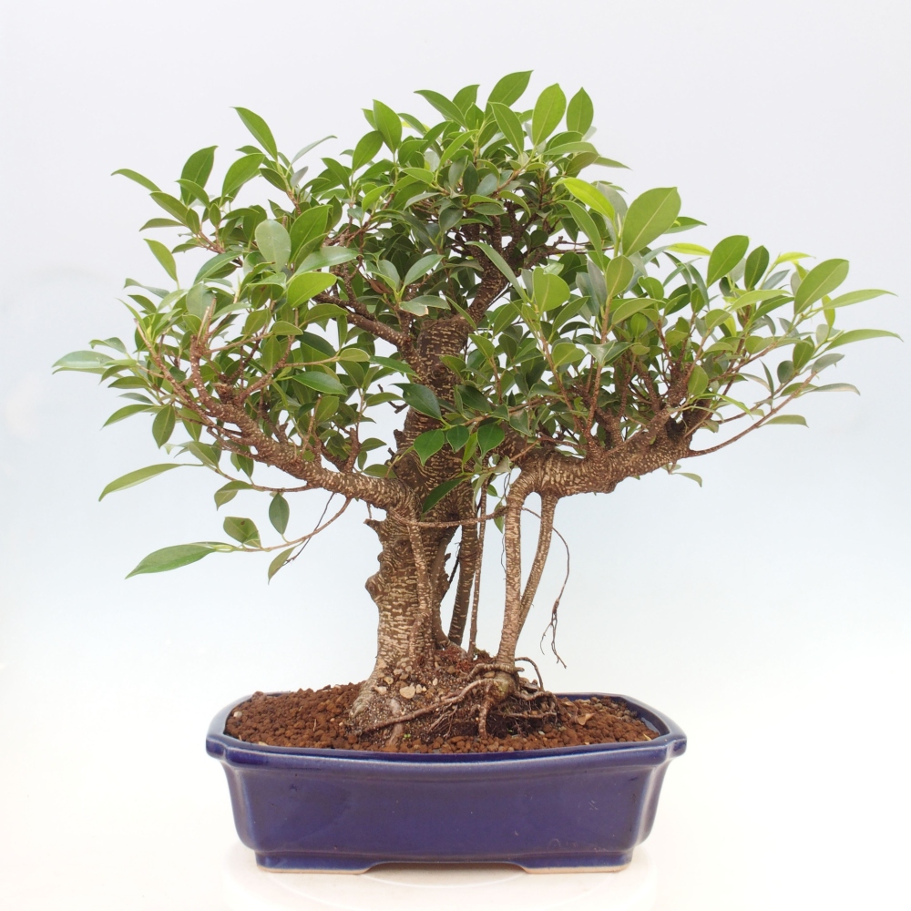 Pokojová bonsai - Ficus kimmen -  malolistý fíkus