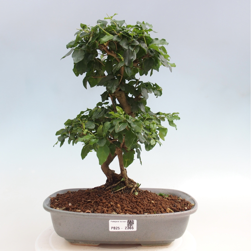Pokojová bonsai -Ligustrum chinensis - Ptačí zob