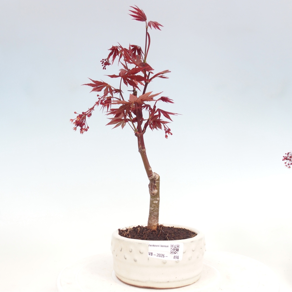 Venkovní bonsai - Acer palm. Atropurpureum-Javor dlanitolistý