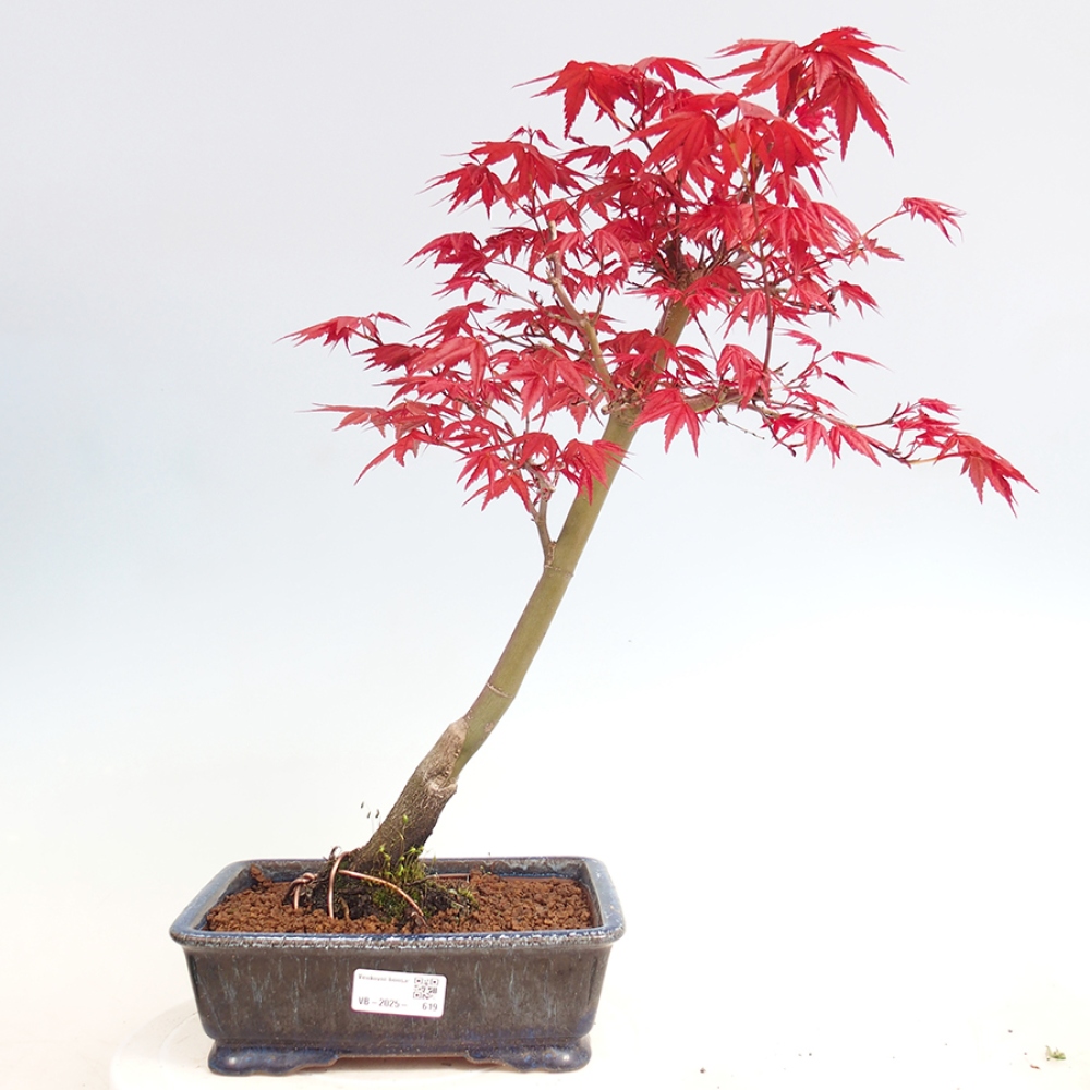 Venkovní bonsai - Javor dlanitolistý - Acer palmatum DESHOJO
