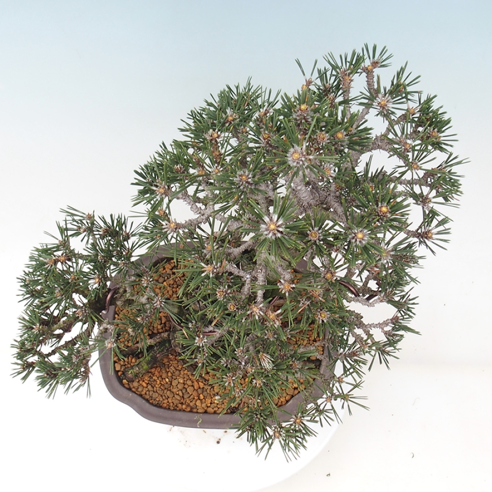 Venkovní bonsai - Pinus thunbergii Kotobuki - Borovice thunbergova