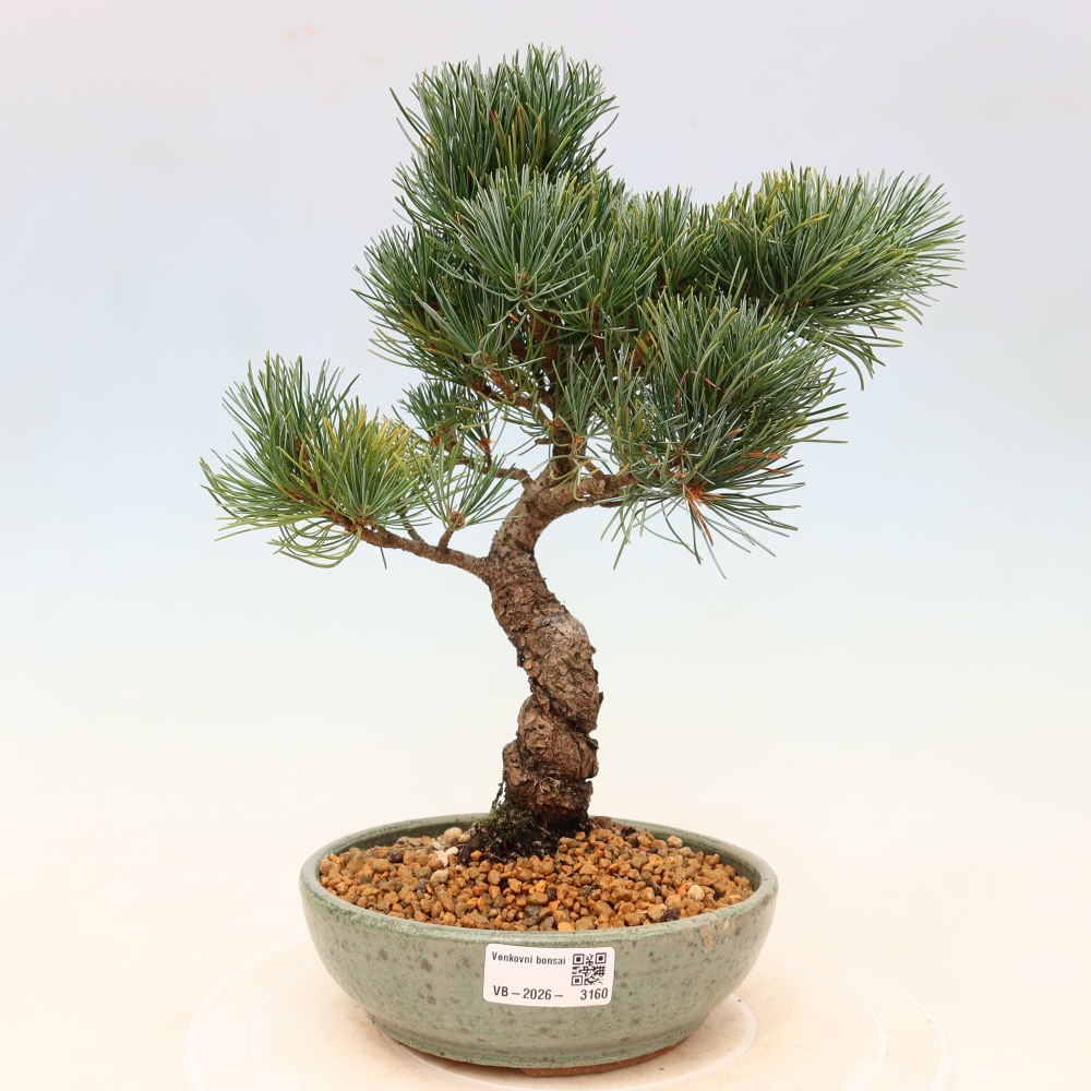 Venkovní bonsai - Pinus parviflora - Borovice drobnokvětá