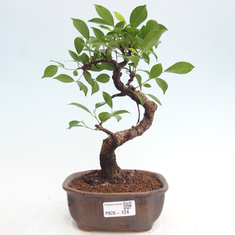 Pokojová bonsai - Ficus retusa -  malolistý fíkus