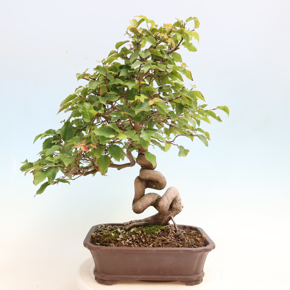 Venkovní bonsai -Carpinus CARPINOIDES - Habr korejský