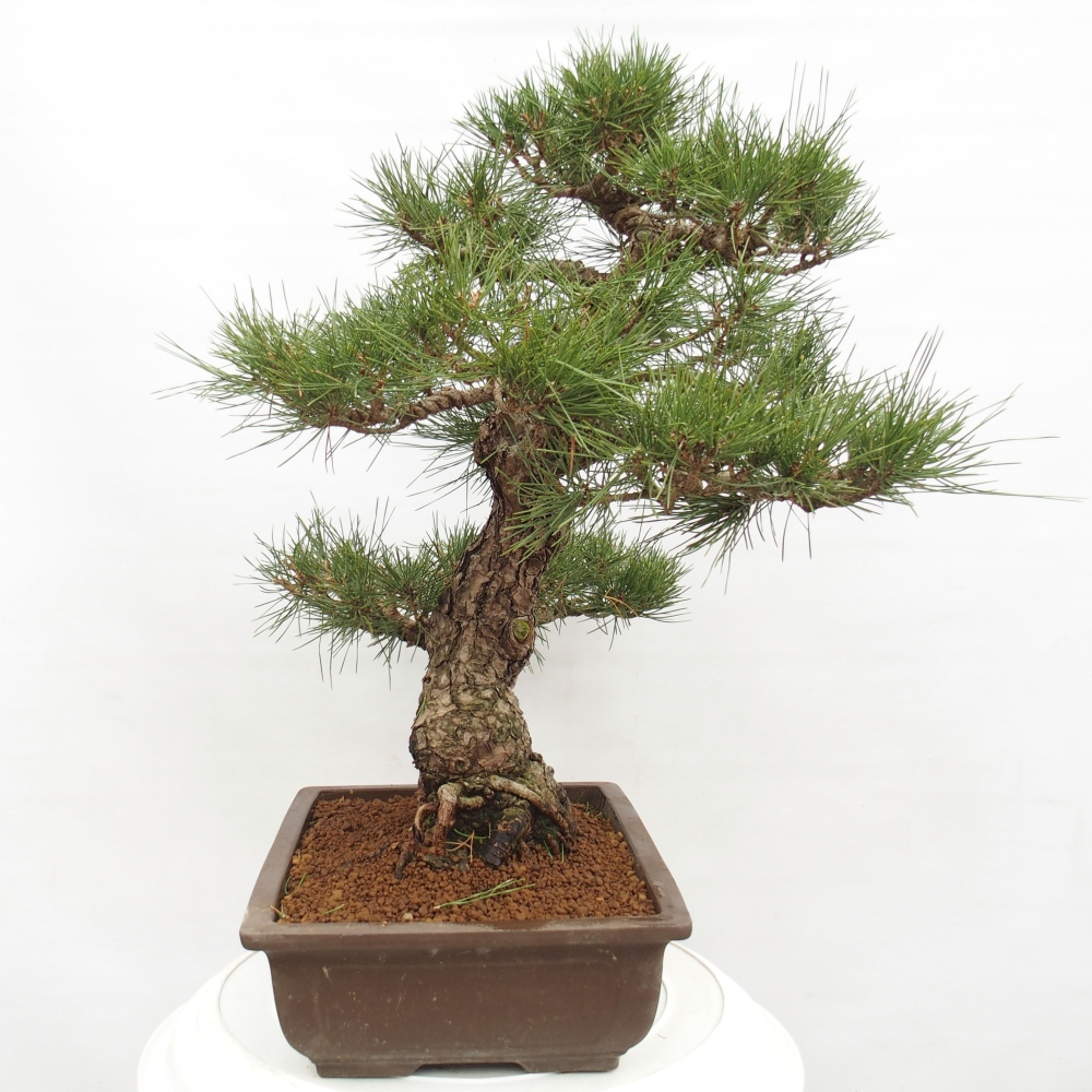 Venkovní bonsai - Pinus thunbergii - Borovice thunbergova