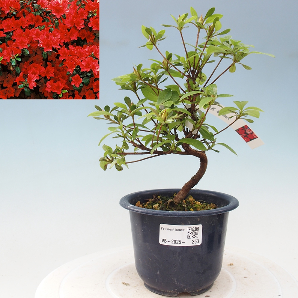Venkovní bonsai - Japonská azalka - Azalea Benibeni