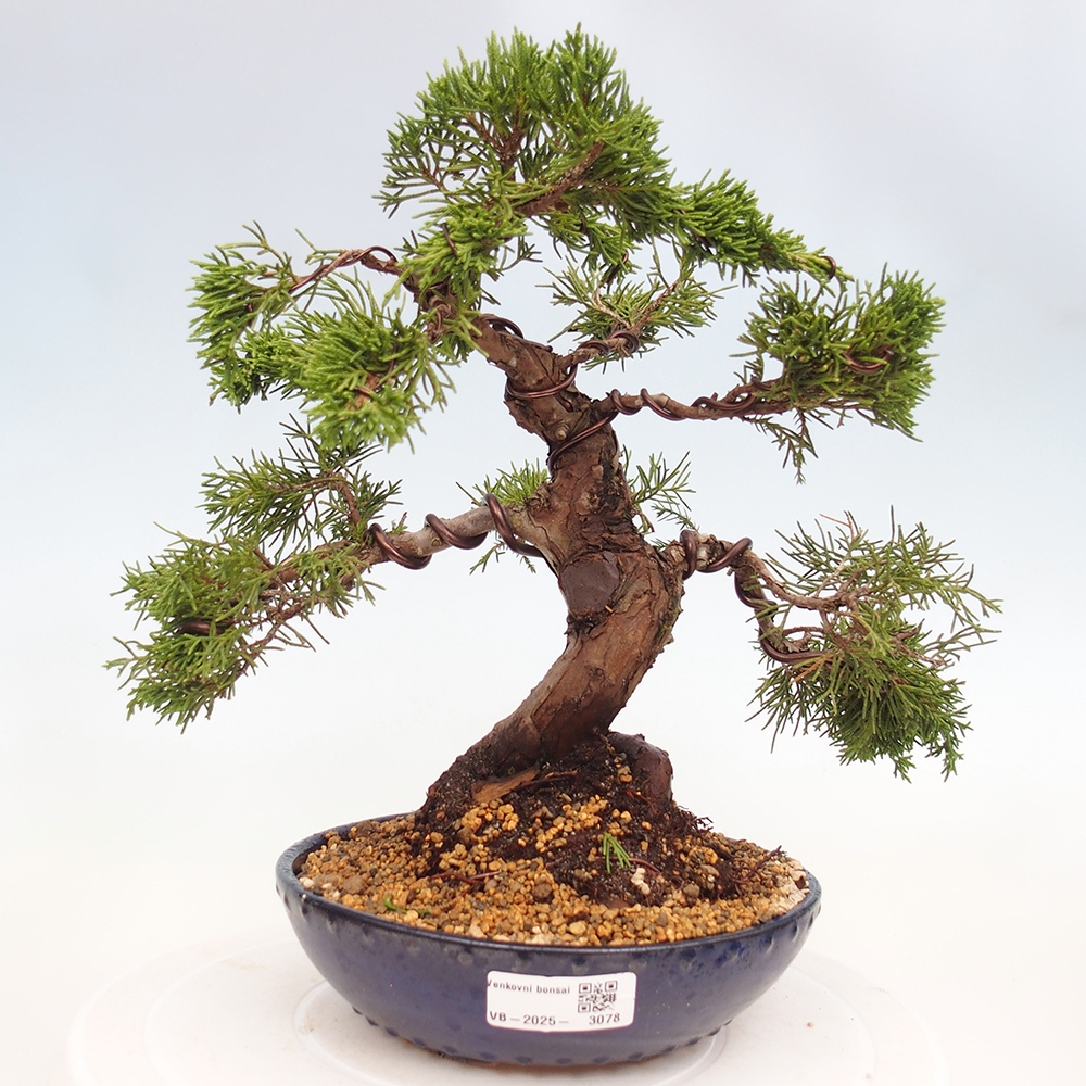 Venkovní bonsai - Juniperus chinensis Itoigawa -Jalovec čínský