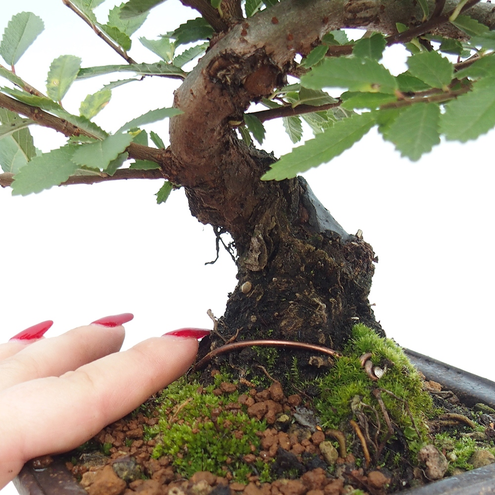 Venkovní bonsai - Zelkova - Zelkova NIRE