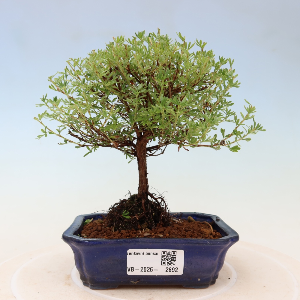 Venkovní bonsai-Mochna křovitá - potentila fruticosa Goldkissen