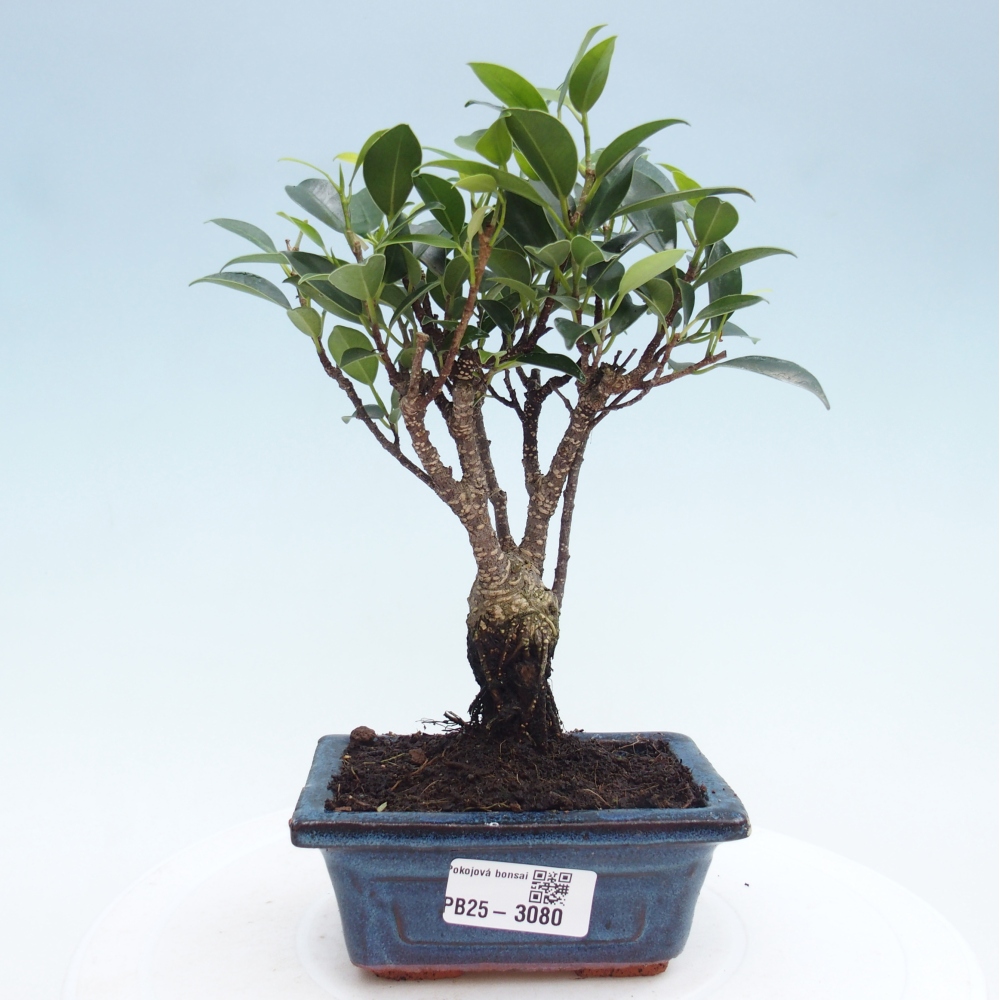 Pokojová bonsai Ficus retusa kimmen