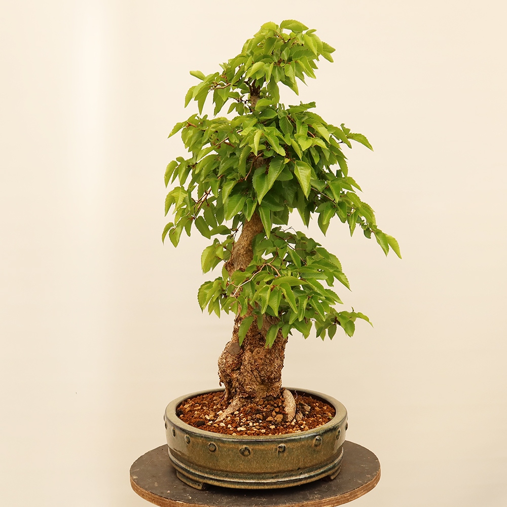 Venkovní bonsai -Carpinus Coreana - Habr korejský