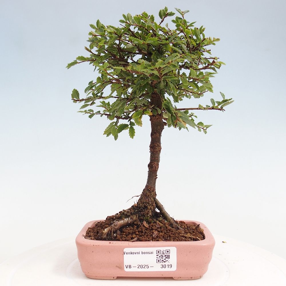 Venkovní bonsai - Ulmus parvifolia Sagei - Malolistý jilm
