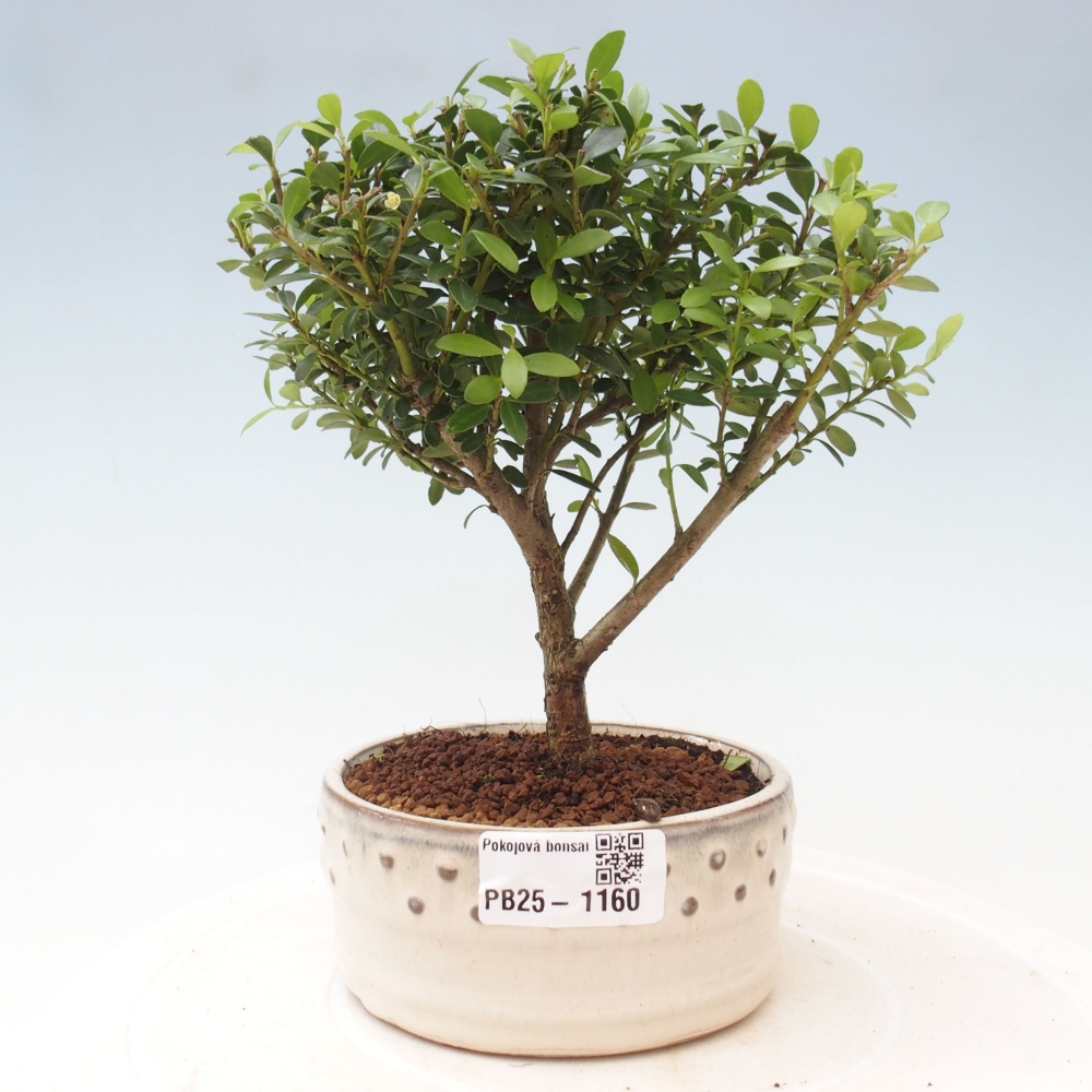 Pokojová bonsai - Ilex crenata - Cesmína