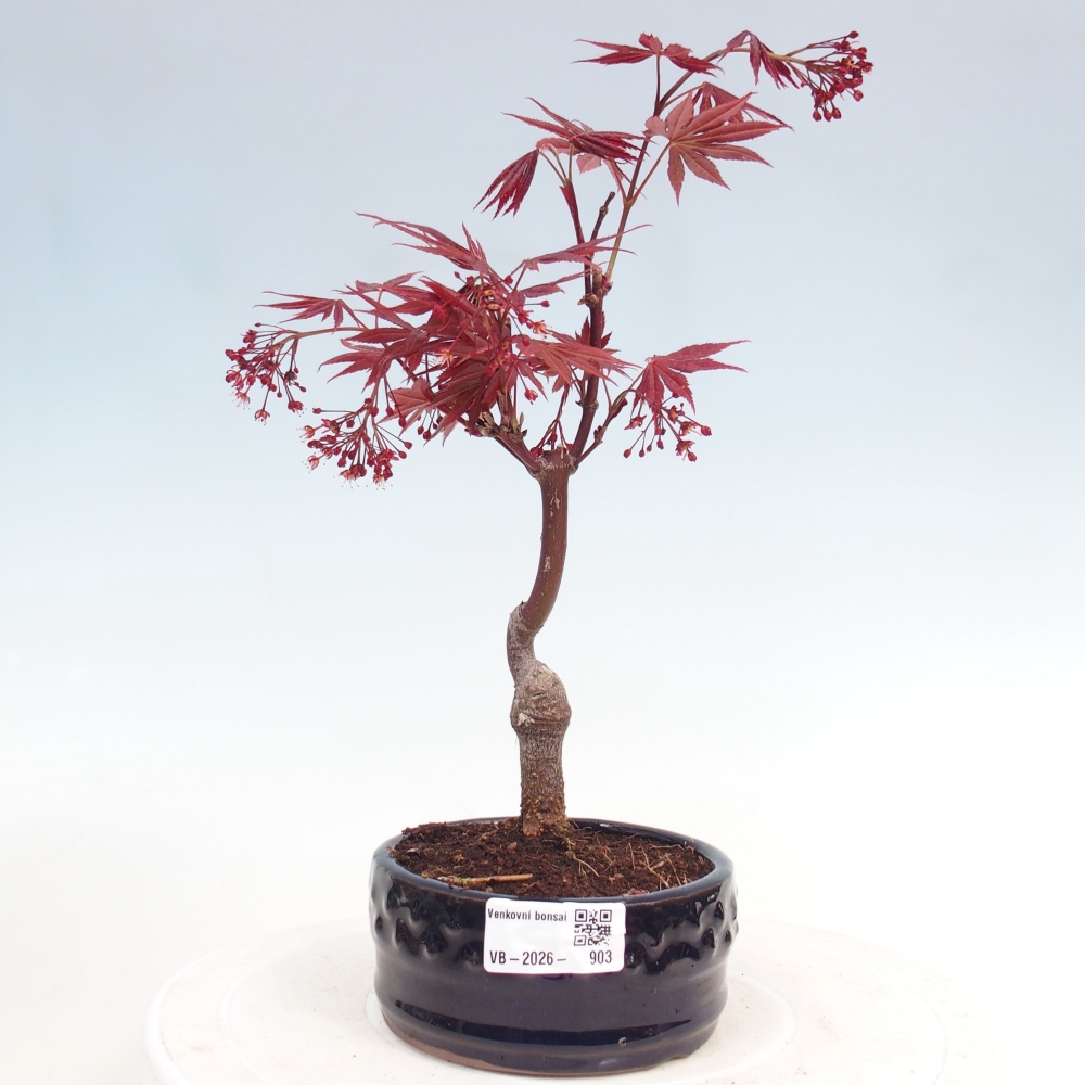 Venkovní bonsai - Acer palm. Atropurpureum-Javor dlanitolistý