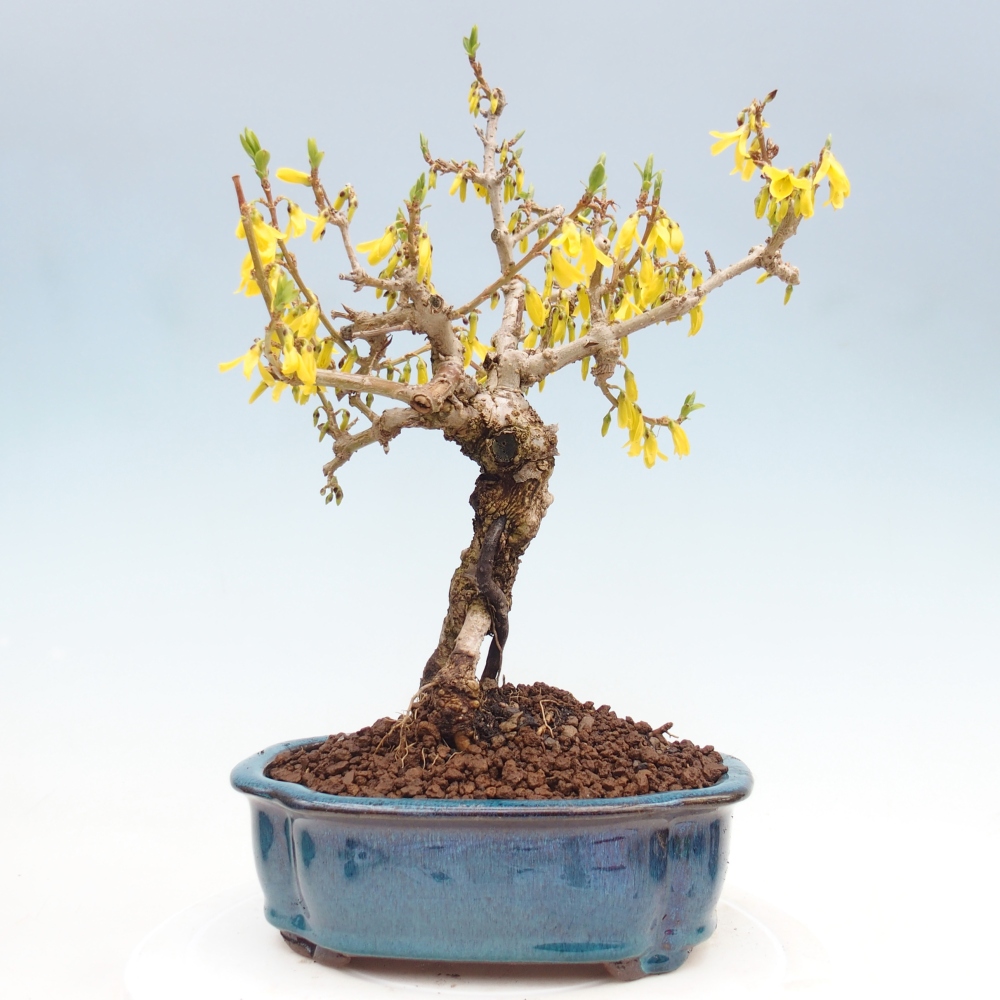 Venkovní bonsai - Zlatice - Forsythia koreana