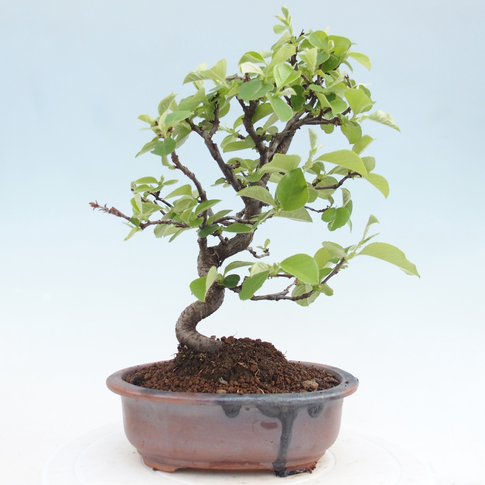 Venkovní  bonsai -  Chaneomeles chinensis - Kdoulovec čínsky