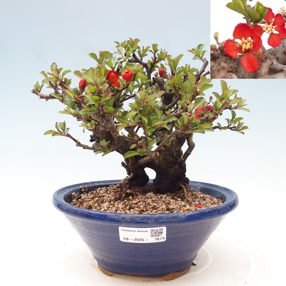 Venkovní  bonsai -  Chaneomeles speciosa - Kdoulovec ozdobný