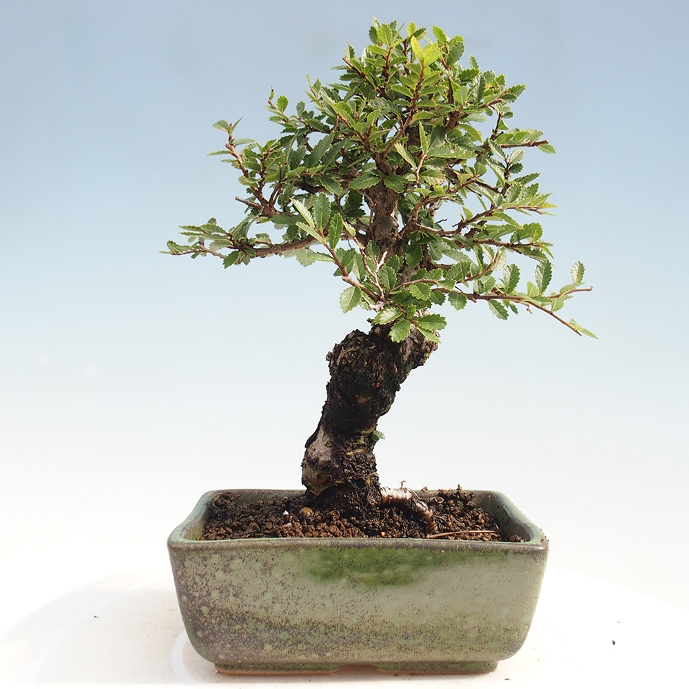 Venkovní bonsai - Zelkova - Zelkova NIRE