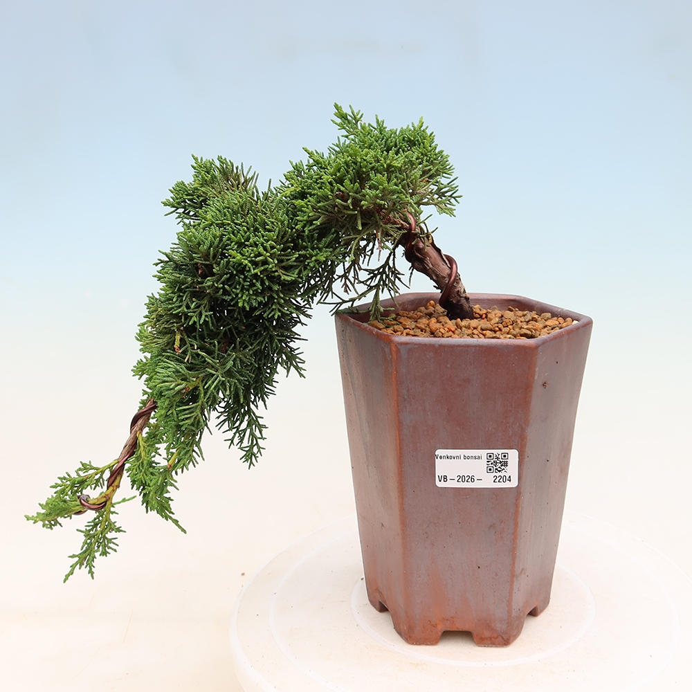 Venkovní bonsai - Juniperus chinensis Kishu -Jalovec čínský