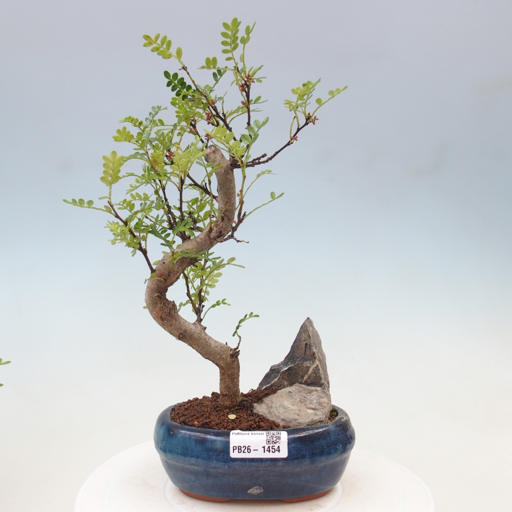 Pokojová bonsai - Zantoxylum piperitum - Pepřovník