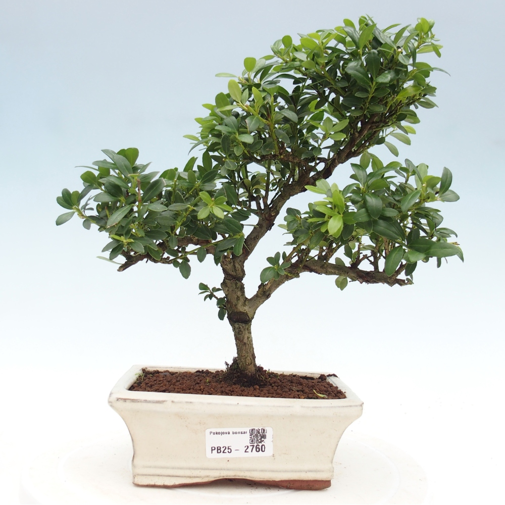 Pokojová bonsai - Ilex crenata - Cesmína