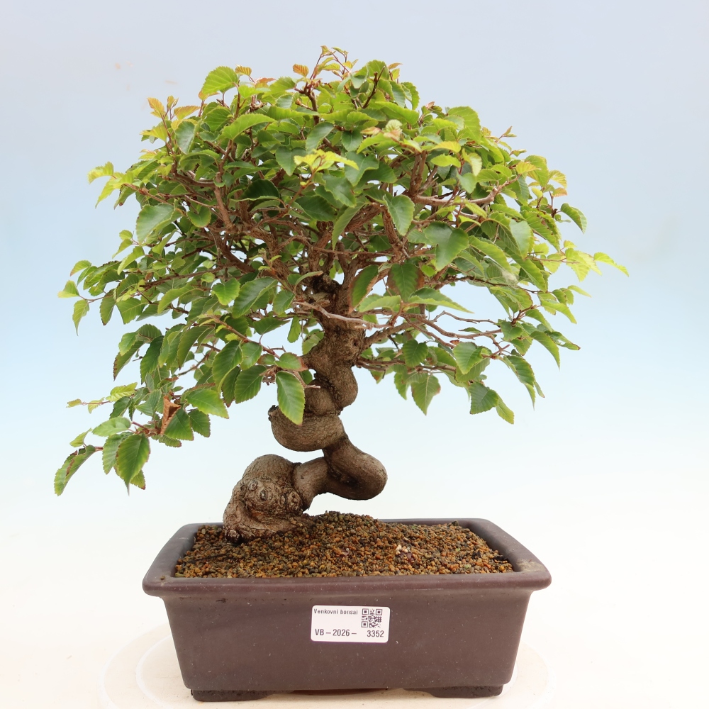 Venkovní bonsai -Carpinus Coreana - Habr korejský