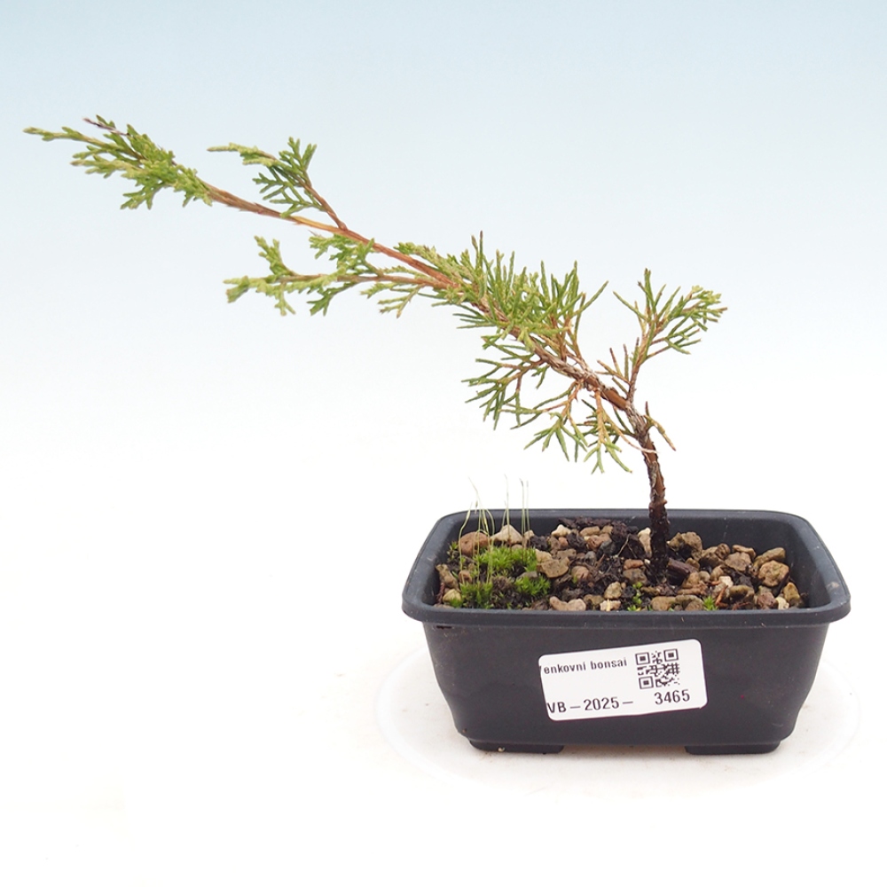 Venkovní bonsai - Juniperus chinensis Itoigawa -Jalovec čínský