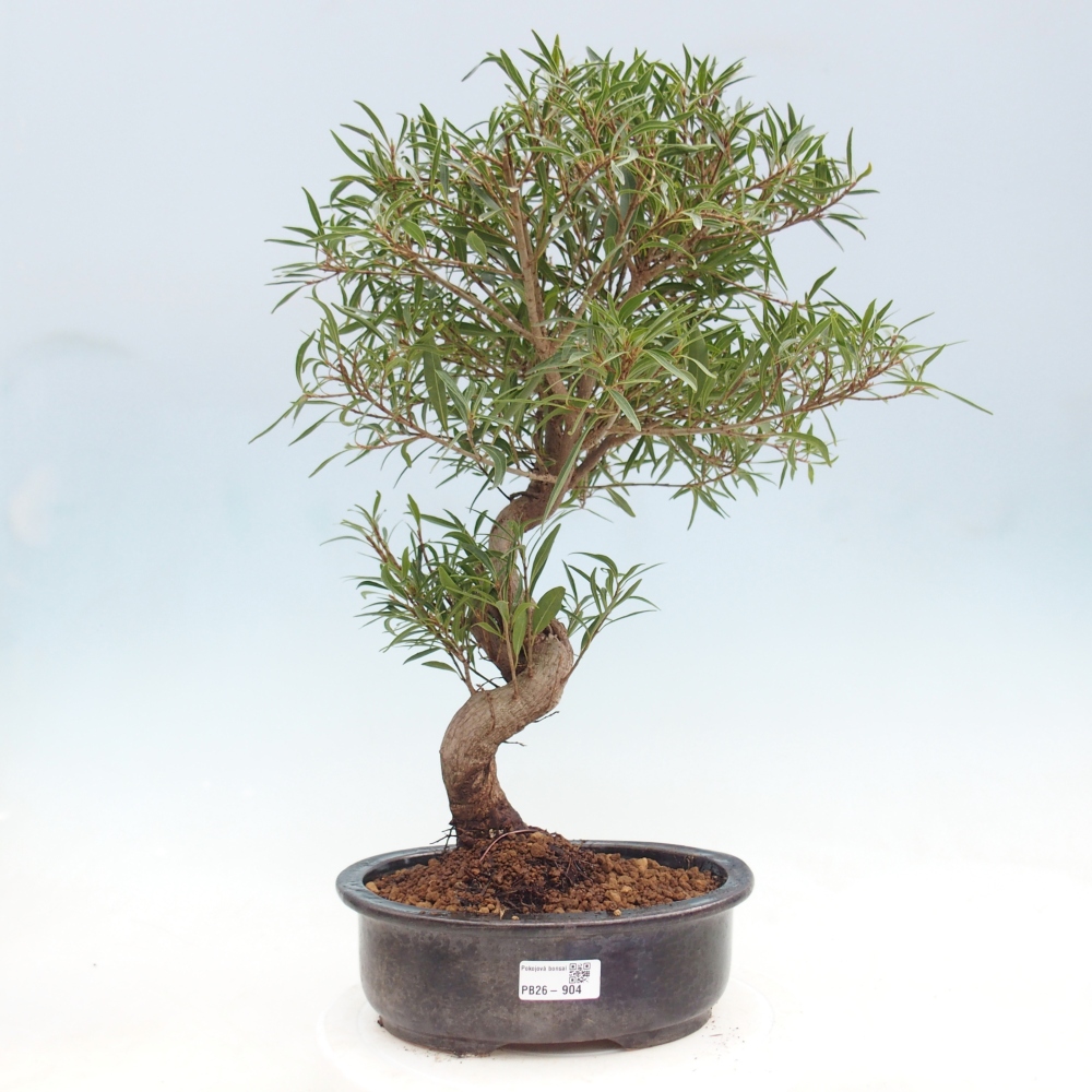 Pokojová bonsai - Ficus nerifolia -  malolistý fíkus