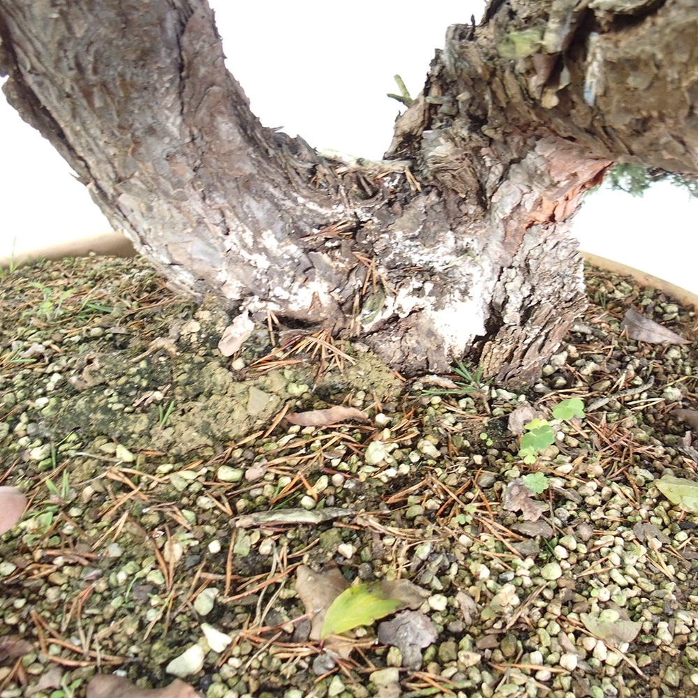 Yamadori - Pinus sylvestris Španělsko