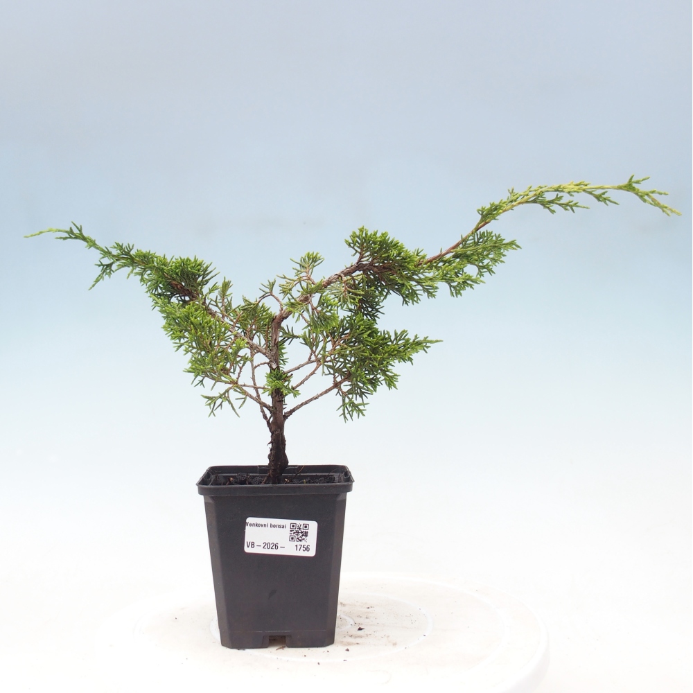 Venkovní bonsai - Juniperus chinensis Itoigawa -Jalovec čínský
