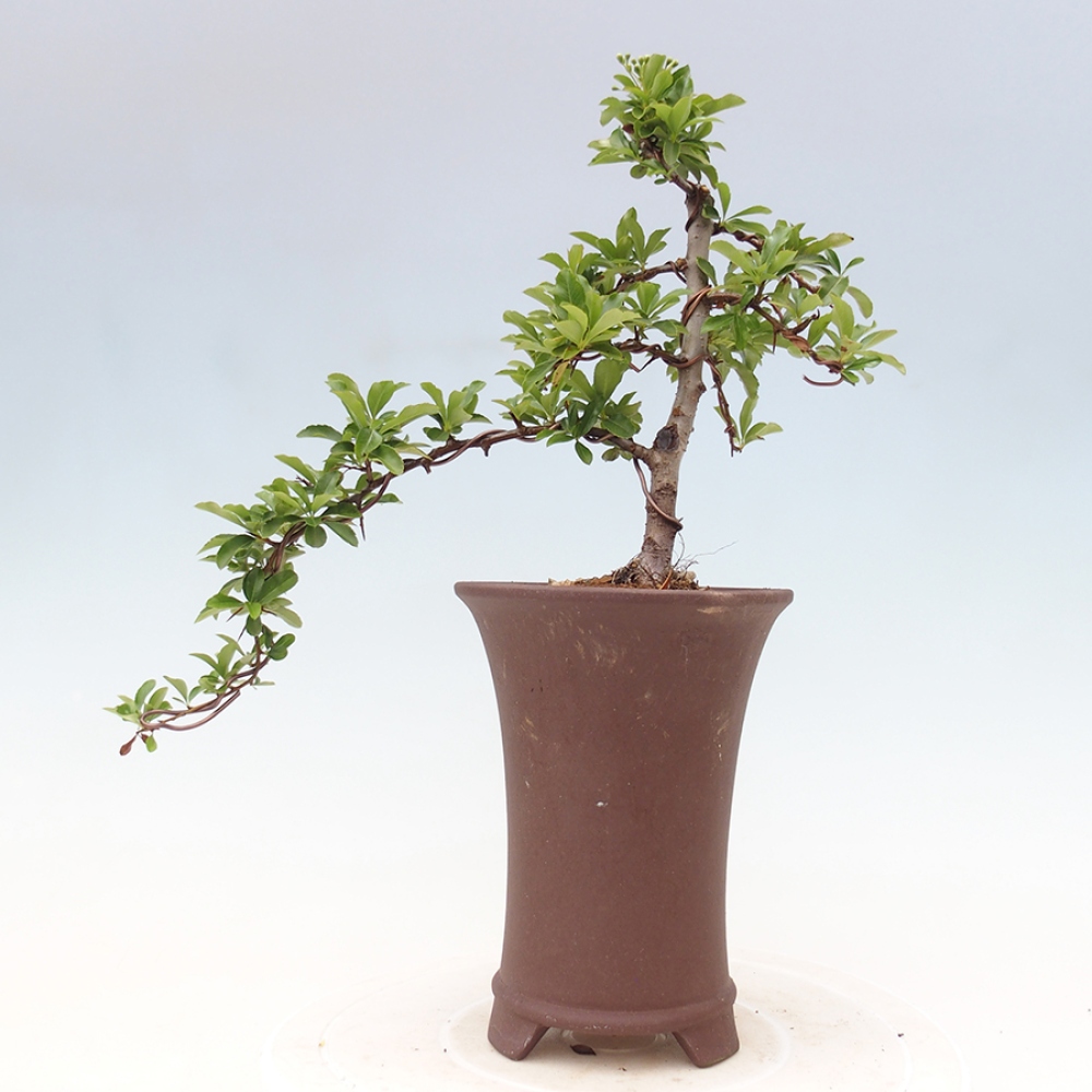 Venkovní bonsai-Pyracanta Teton -Hlohyně