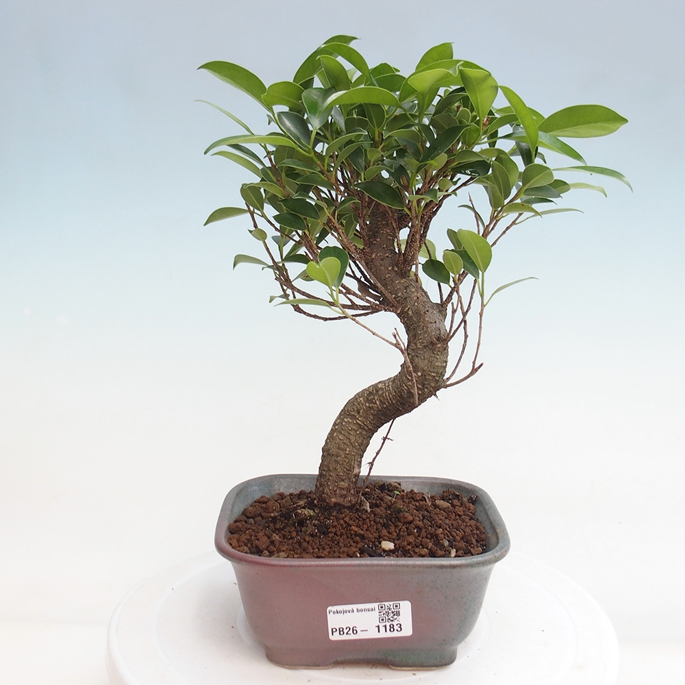Pokojová bonsai - Ficus retusa -  malolistý fíkus