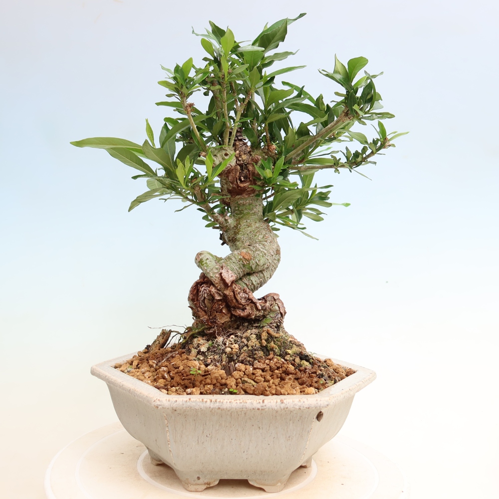 Pokojová bonsai - Gardenia jasminoides-Gardenie