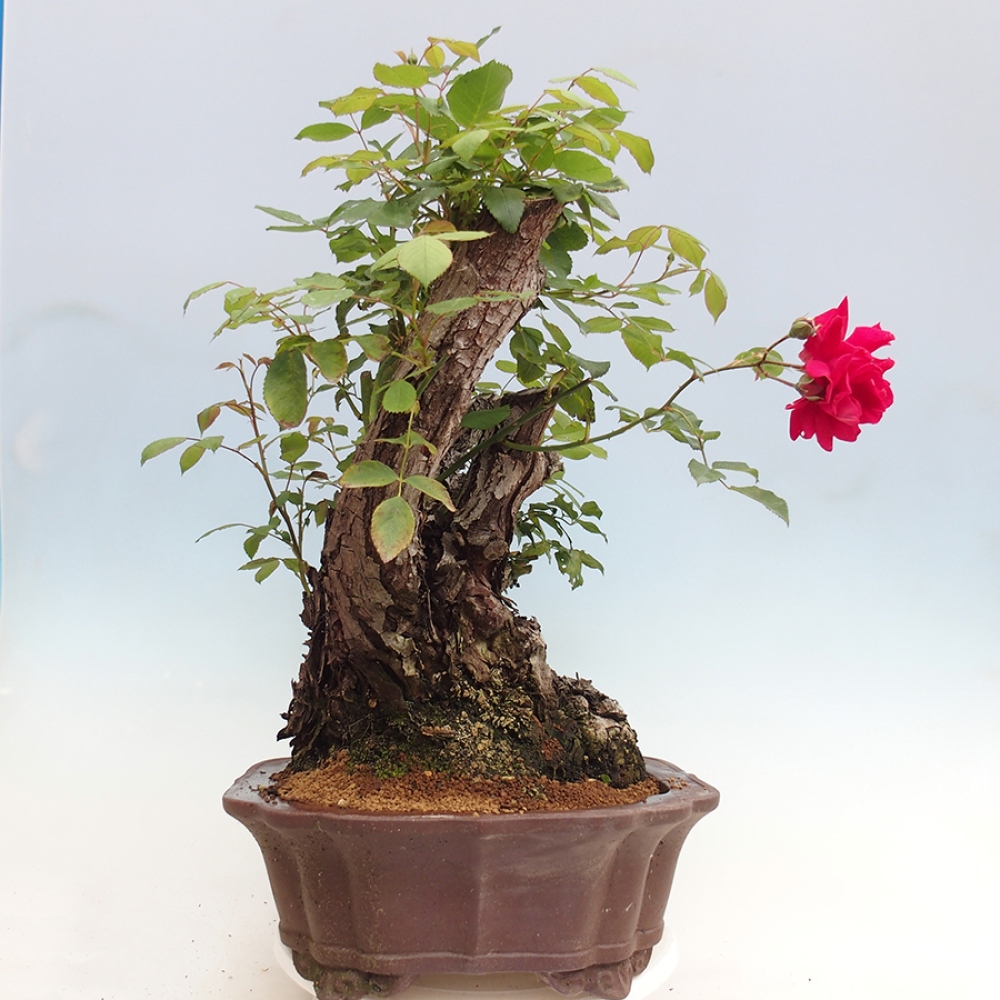 Venkovní bonsai - Rosa Kordes -  růže