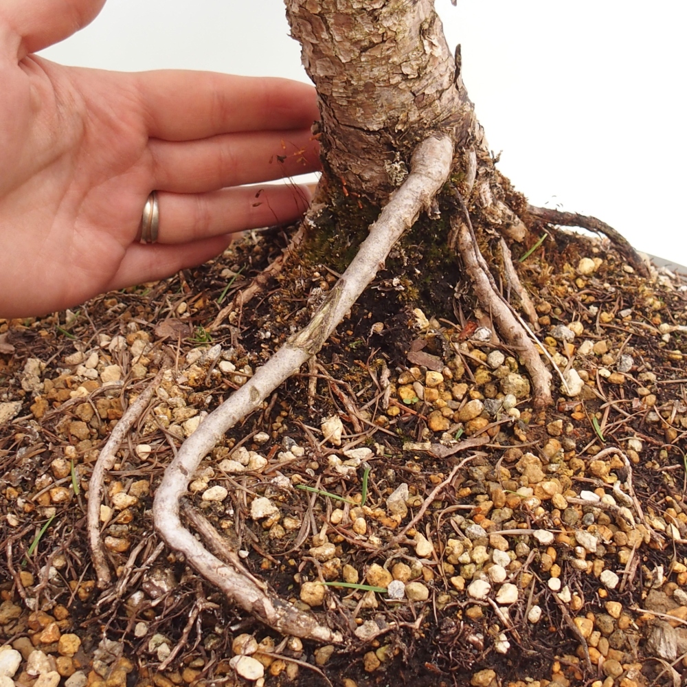 Venkovní bonsai -Larix decidua - Modřín opadavý 